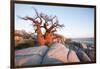 Baobab Tree at Dawn, Kubu Island, Botswana-Paul Souders-Framed Photographic Print