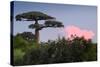 Baobab Tree during Sunset. Madagascar-Dudarev Mikhail-Stretched Canvas