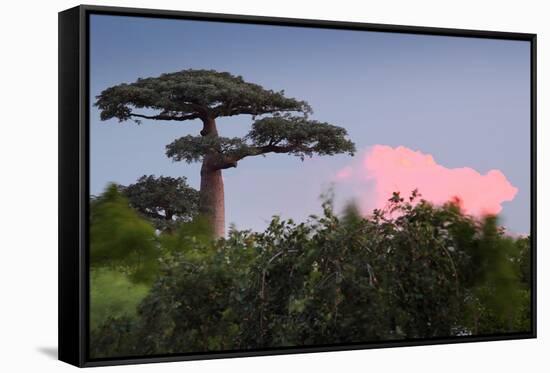 Baobab Tree during Sunset. Madagascar-Dudarev Mikhail-Framed Stretched Canvas