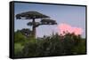 Baobab Tree during Sunset. Madagascar-Dudarev Mikhail-Framed Stretched Canvas