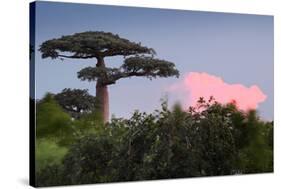 Baobab Tree during Sunset. Madagascar-Dudarev Mikhail-Stretched Canvas