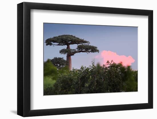 Baobab Tree during Sunset. Madagascar-Dudarev Mikhail-Framed Photographic Print