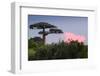 Baobab Tree during Sunset. Madagascar-Dudarev Mikhail-Framed Photographic Print