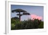 Baobab Tree during Sunset. Madagascar-Dudarev Mikhail-Framed Photographic Print