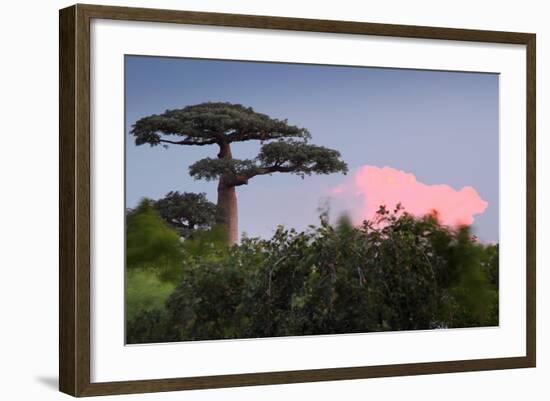 Baobab Tree during Sunset. Madagascar-Dudarev Mikhail-Framed Photographic Print