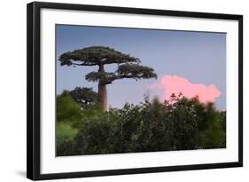 Baobab Tree during Sunset. Madagascar-Dudarev Mikhail-Framed Photographic Print