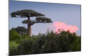 Baobab Tree during Sunset. Madagascar-Dudarev Mikhail-Mounted Photographic Print