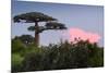 Baobab Tree during Sunset. Madagascar-Dudarev Mikhail-Mounted Photographic Print