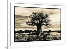 Baobab Tree in Ruaha National Park, Southern Tanzania-Paul Joynson Hicks-Framed Photographic Print