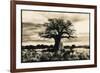 Baobab Tree in Ruaha National Park, Southern Tanzania-Paul Joynson Hicks-Framed Photographic Print