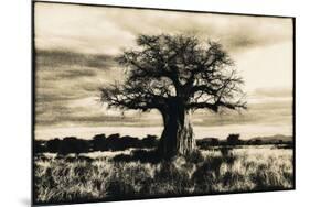 Baobab Tree in Ruaha National Park, Southern Tanzania-Paul Joynson Hicks-Mounted Photographic Print