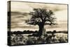 Baobab Tree in Ruaha National Park, Southern Tanzania-Paul Joynson Hicks-Stretched Canvas