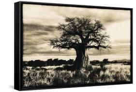 Baobab Tree in Ruaha National Park, Southern Tanzania-Paul Joynson Hicks-Framed Stretched Canvas