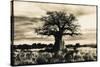 Baobab Tree in Ruaha National Park, Southern Tanzania-Paul Joynson Hicks-Stretched Canvas