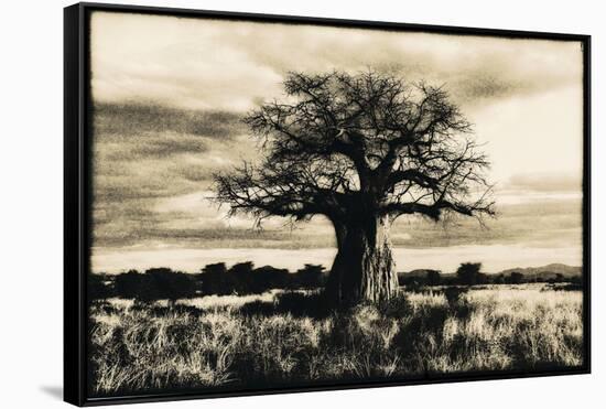 Baobab Tree in Ruaha National Park, Southern Tanzania-Paul Joynson Hicks-Framed Stretched Canvas