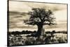 Baobab Tree in Ruaha National Park, Southern Tanzania-Paul Joynson Hicks-Stretched Canvas