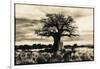 Baobab Tree in Ruaha National Park, Southern Tanzania-Paul Joynson Hicks-Framed Photographic Print