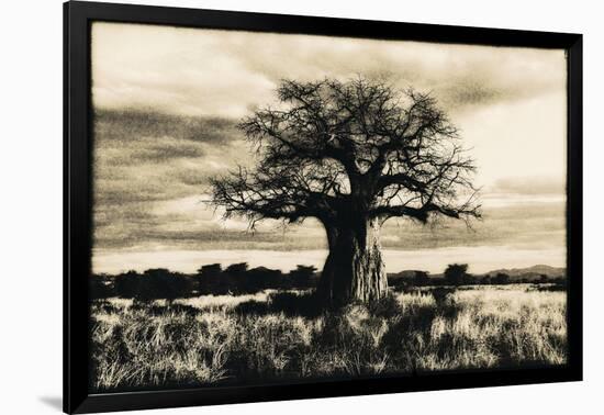 Baobab Tree in Ruaha National Park, Southern Tanzania-Paul Joynson Hicks-Framed Photographic Print