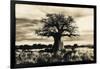 Baobab Tree in Ruaha National Park, Southern Tanzania-Paul Joynson Hicks-Framed Photographic Print