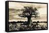 Baobab Tree in Ruaha National Park, Southern Tanzania-Paul Joynson Hicks-Framed Stretched Canvas