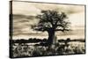 Baobab Tree in Ruaha National Park, Southern Tanzania-Paul Joynson Hicks-Stretched Canvas