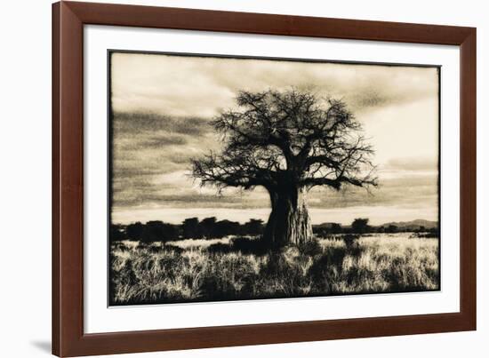 Baobab Tree in Ruaha National Park, Southern Tanzania-Paul Joynson Hicks-Framed Photographic Print