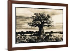 Baobab Tree in Ruaha National Park, Southern Tanzania-Paul Joynson Hicks-Framed Photographic Print