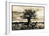 Baobab Tree in Ruaha National Park, Southern Tanzania-Paul Joynson Hicks-Framed Photographic Print