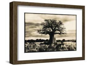 Baobab Tree in Ruaha National Park, Southern Tanzania-Paul Joynson Hicks-Framed Photographic Print