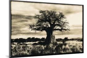 Baobab Tree in Ruaha National Park, Southern Tanzania-Paul Joynson Hicks-Mounted Photographic Print