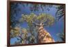 Baobab Tree in Spiny Forest, Parc Mosa a Mangily, Ifaty, South West Madagascar, Africa-Matthew Williams-Ellis-Framed Photographic Print