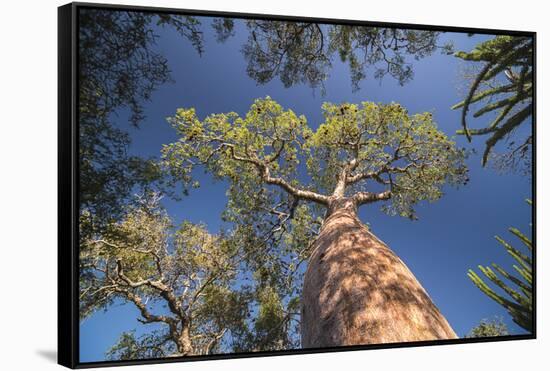 Baobab Tree in Spiny Forest, Parc Mosa a Mangily, Ifaty, South West Madagascar, Africa-Matthew Williams-Ellis-Framed Stretched Canvas