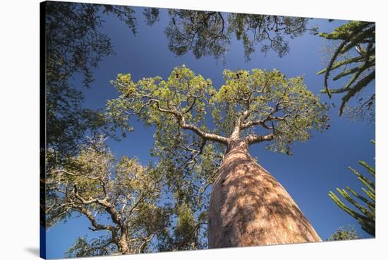 Baobab Tree in Spiny Forest, Parc Mosa a Mangily, Ifaty, South West Madagascar, Africa-Matthew Williams-Ellis-Stretched Canvas