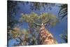 Baobab Tree in Spiny Forest, Parc Mosa a Mangily, Ifaty, South West Madagascar, Africa-Matthew Williams-Ellis-Stretched Canvas