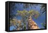 Baobab Tree in Spiny Forest, Parc Mosa a Mangily, Ifaty, South West Madagascar, Africa-Matthew Williams-Ellis-Framed Stretched Canvas