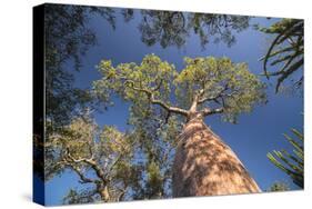 Baobab Tree in Spiny Forest, Parc Mosa a Mangily, Ifaty, South West Madagascar, Africa-Matthew Williams-Ellis-Stretched Canvas