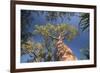 Baobab Tree in Spiny Forest, Parc Mosa a Mangily, Ifaty, South West Madagascar, Africa-Matthew Williams-Ellis-Framed Photographic Print