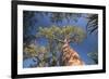 Baobab Tree in Spiny Forest, Parc Mosa a Mangily, Ifaty, South West Madagascar, Africa-Matthew Williams-Ellis-Framed Photographic Print