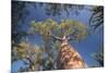 Baobab Tree in Spiny Forest, Parc Mosa a Mangily, Ifaty, South West Madagascar, Africa-Matthew Williams-Ellis-Mounted Photographic Print