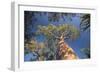 Baobab Tree in Spiny Forest, Parc Mosa a Mangily, Ifaty, South West Madagascar, Africa-Matthew Williams-Ellis-Framed Photographic Print