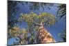 Baobab Tree in Spiny Forest, Parc Mosa a Mangily, Ifaty, South West Madagascar, Africa-Matthew Williams-Ellis-Mounted Photographic Print