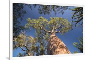 Baobab Tree in Spiny Forest, Parc Mosa a Mangily, Ifaty, South West Madagascar, Africa-Matthew Williams-Ellis-Framed Premium Photographic Print