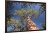 Baobab Tree in Spiny Forest, Parc Mosa a Mangily, Ifaty, South West Madagascar, Africa-Matthew Williams-Ellis-Framed Premium Photographic Print