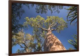 Baobab Tree in Spiny Forest, Parc Mosa a Mangily, Ifaty, South West Madagascar, Africa-Matthew Williams-Ellis-Framed Premium Photographic Print