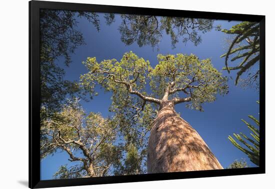 Baobab Tree in Spiny Forest, Parc Mosa a Mangily, Ifaty, South West Madagascar, Africa-Matthew Williams-Ellis-Framed Premium Photographic Print