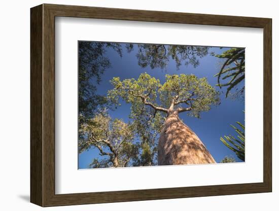 Baobab Tree in Spiny Forest, Parc Mosa a Mangily, Ifaty, South West Madagascar, Africa-Matthew Williams-Ellis-Framed Photographic Print