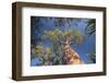 Baobab Tree in Spiny Forest, Parc Mosa a Mangily, Ifaty, South West Madagascar, Africa-Matthew Williams-Ellis-Framed Photographic Print