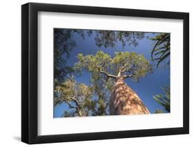 Baobab Tree in Spiny Forest, Parc Mosa a Mangily, Ifaty, South West Madagascar, Africa-Matthew Williams-Ellis-Framed Photographic Print