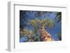 Baobab Tree in Spiny Forest, Parc Mosa a Mangily, Ifaty, South West Madagascar, Africa-Matthew Williams-Ellis-Framed Photographic Print