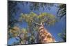 Baobab Tree in Spiny Forest, Parc Mosa a Mangily, Ifaty, South West Madagascar, Africa-Matthew Williams-Ellis-Mounted Photographic Print